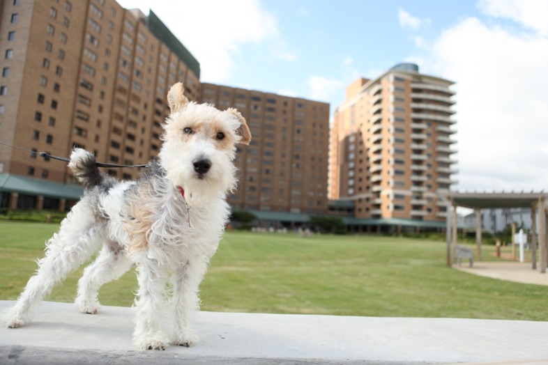 Small Dog Posing