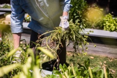 A person wearing gloves is gardening, holding a bunch of weeds or plants theyve pulled from a garden bed. The individual is wearing a long-sleeved shirt and working under bright sunlight, surrounded by green foliage.